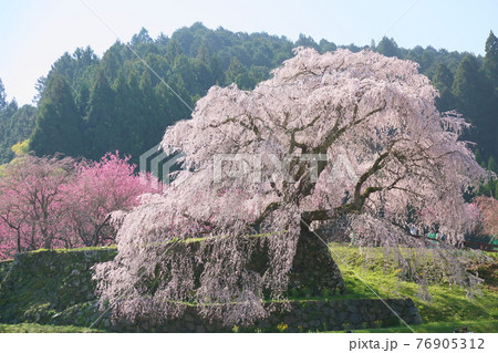 マタベエザクラの花 76905312