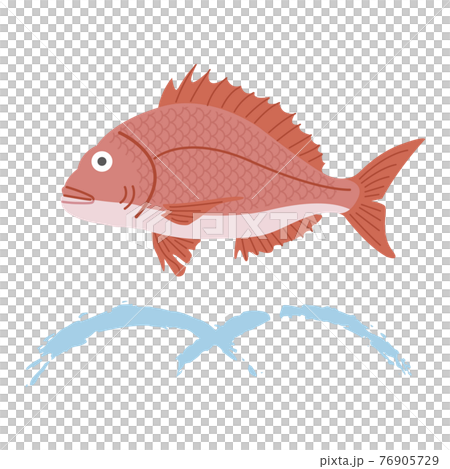 鯛のイラスト 76905729