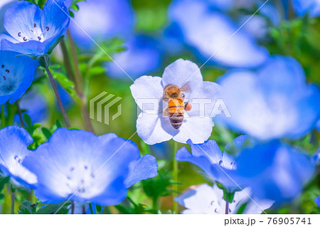ミツバチとネモフィラの花の写真素材 [76905741] - PIXTA