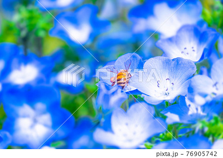 ミツバチとネモフィラの花 76905742