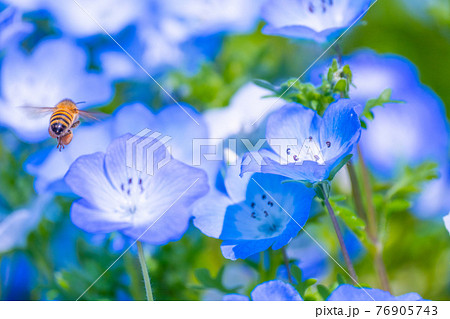 ミツバチとネモフィラの花の写真素材