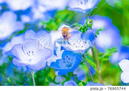ミツバチとネモフィラの花 76905744