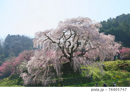 マタベエザクラの花 76905747