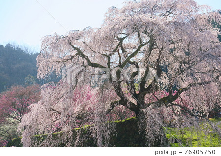 マタベエザクラの花 76905750