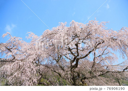 マタベエザクラの花 マタベエザクラの花 76906190