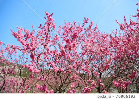 花桃の花 花桃の花 76906192