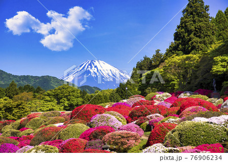 箱根のツツジ園と富士山 76906234