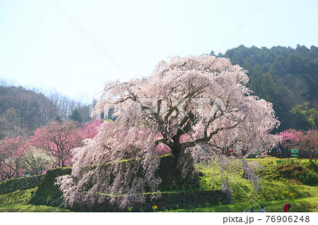 マタベエザクラの花 76906248