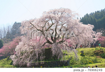 マタベエザクラの花 76906249