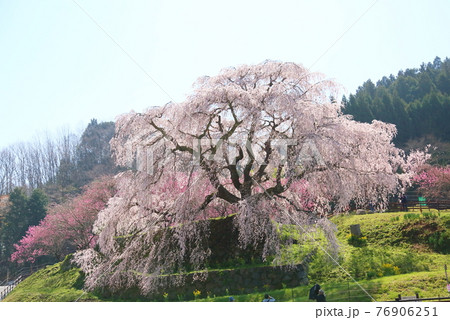マタベエザクラの花 76906251