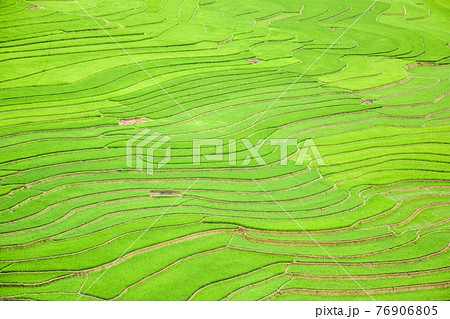 Rice fields on terraced in Sapa, Vietnam 76906805