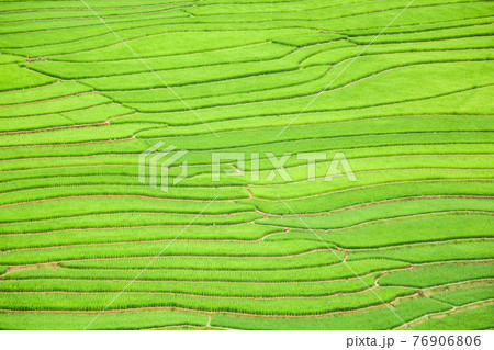 Rice fields on terraced in Sapa, Vietnam 76906806