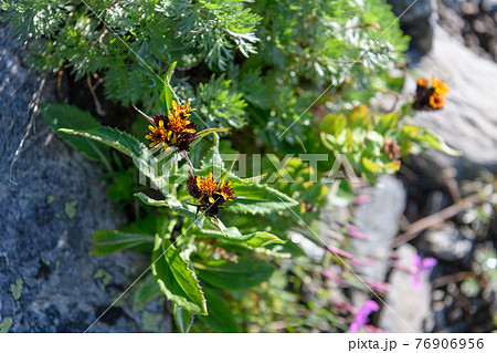 タカネコウリンカ タカネコウリンカ 76906956