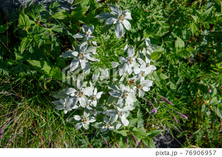 ミネウスユキソウ ミネウスユキソウ 76906957