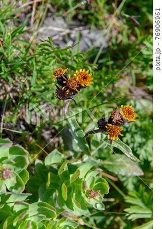 タカネコウリンカ タカネコウリンカ 76906961