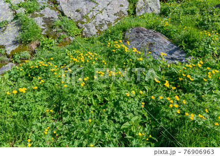 シナノキンバイ 76906963