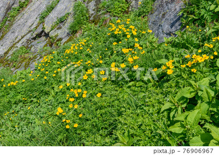 シナノキンバイ 76906967