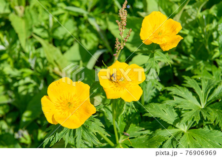 シナノキンバイ シナノキンバイ 76906969