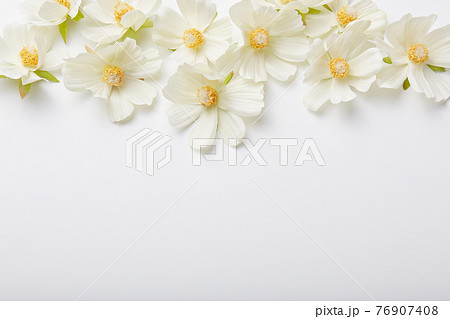 Horizontal shot of beautiful white flowers upwards, make ornament, copy space for your design or promotional content. Photo for your decoration Horizontal shot of beautiful white flowers upwards, make ornament, copy space for your design or promotional content. Photo for your decoration 76907408
