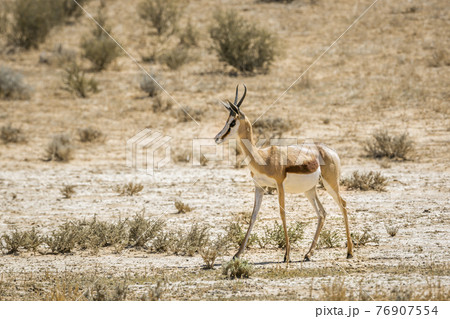 Springbok in Kgalagari transfrontier park, South Africa 76907554