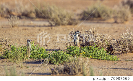 Meerkat in Kgalagadi transfrontier park, South Africa 76907569