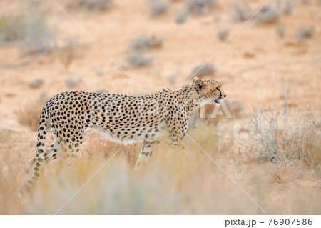 Cheetah in Kgalagadi transfrontier park, South Africa Cheetah in Kgalagadi transfrontier park, South Africa 76907586