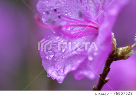 玄界灘に接する地域に自生 76907628