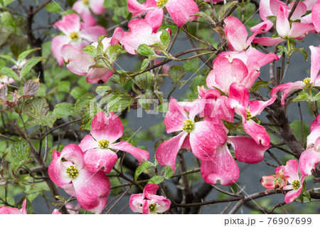 ハナミズキ 76907699