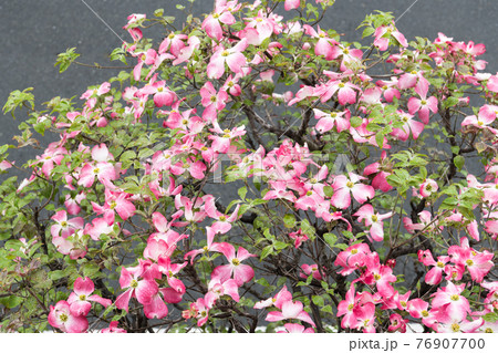 ハナミズキ 76907700