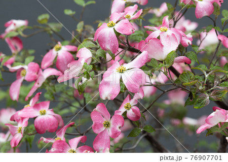 ハナミズキ 76907701