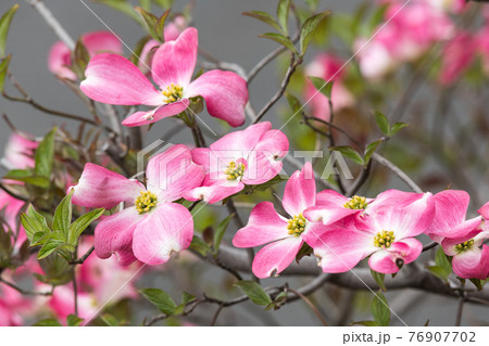 ハナミズキ 76907702