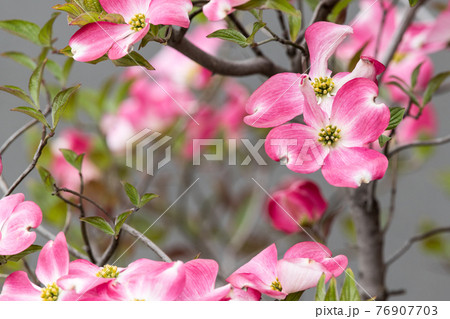 ハナミズキ 76907703