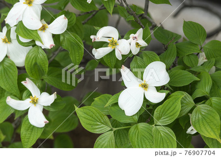 ハナミズキ 76907704
