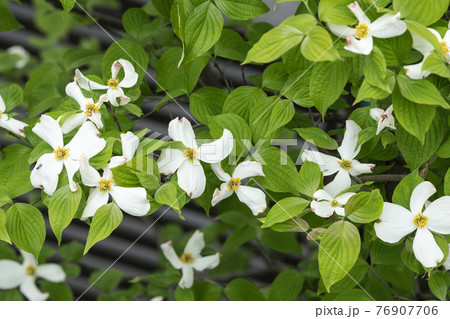 ハナミズキ ハナミズキ 76907706