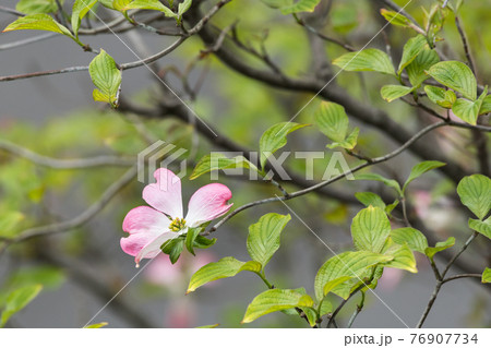 ハナミズキ 76907734