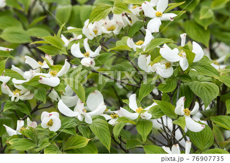 ハナミズキ 76907735