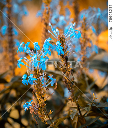 betony flowers close up natural conditions and early sunlight betony flowers close up natural conditions and early sunlight 76908255