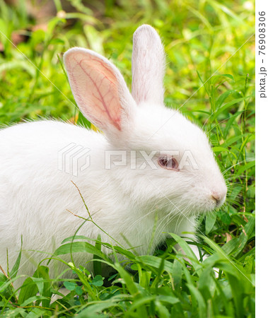 White bunny rabbit in the grass field closes up at in low angle. White bunny rabbit in the grass field closes up at in low angle. 76908306