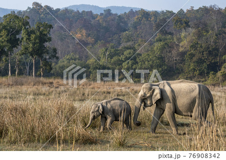 wild asian elephant mother with her calf walking in beautiful scenic landscape background at dhikala forest of jim corbett national park or tiger reserve uttarakhand india - Elephas maximus indicus wild asian elephant mother with her calf walking in beautiful scenic landscape background at dhikala forest of jim corbett national park or tiger reserve uttarakhand india - Elephas maximus indicus 76908342