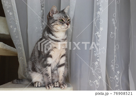 姿勢よく座る猫アメリカンショートヘアブルータビーの写真素材