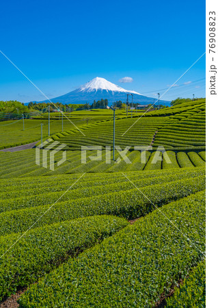 【静岡県】 富士山 茶畑 【静岡県】 富士山 茶畑 76908823