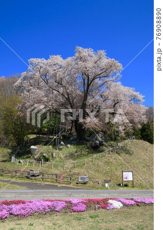 越代のサクラ（福島県・古殿町） 76908890