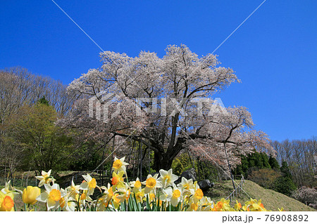 越代のサクラ(福島県・古殿町) 越代のサクラ(福島県・古殿町) 76908892