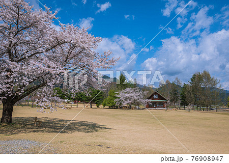 さくら咲く安曇野ちひろ公園 76908947