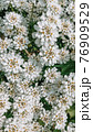 evergreen candytuft flowers blossom, closeup background, vertical 76909529