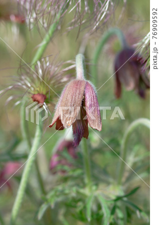 春の山野草　翁草 76909592