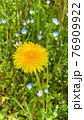 one yellow dandelion and small blue flowers, green plant background 76909922