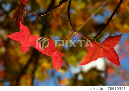 Backlit Glowing Red Maple Leaves Backlit Glowing Red Maple Leaves 76910503