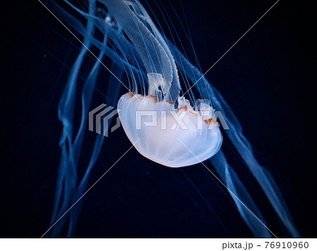 クラゲ 高画質の写真素材