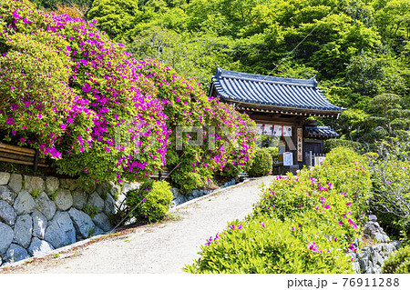 つつじ満開の関西花の寺　船宿寺 76911288